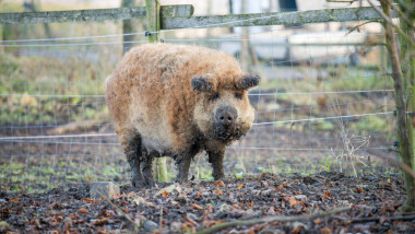 Mangalitsa