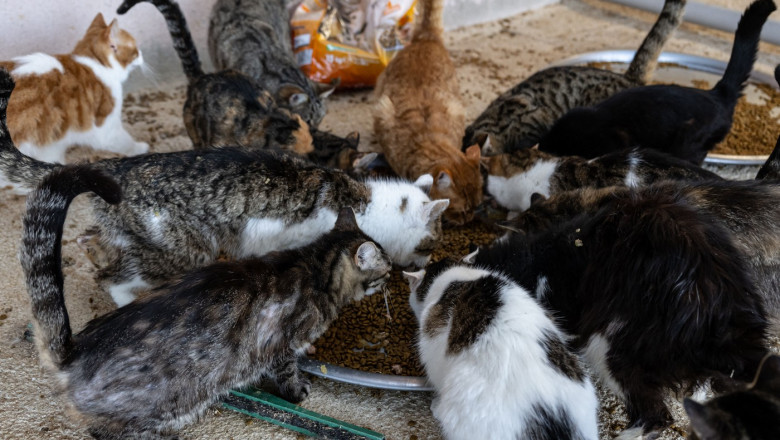 Pisici și câini chinuite în Franța