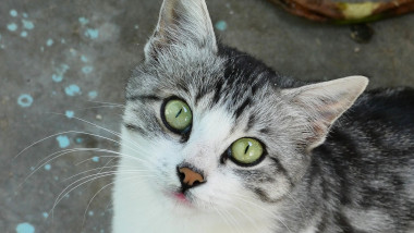 close-up village cat, stray cat cute, gray white domestic cat,
