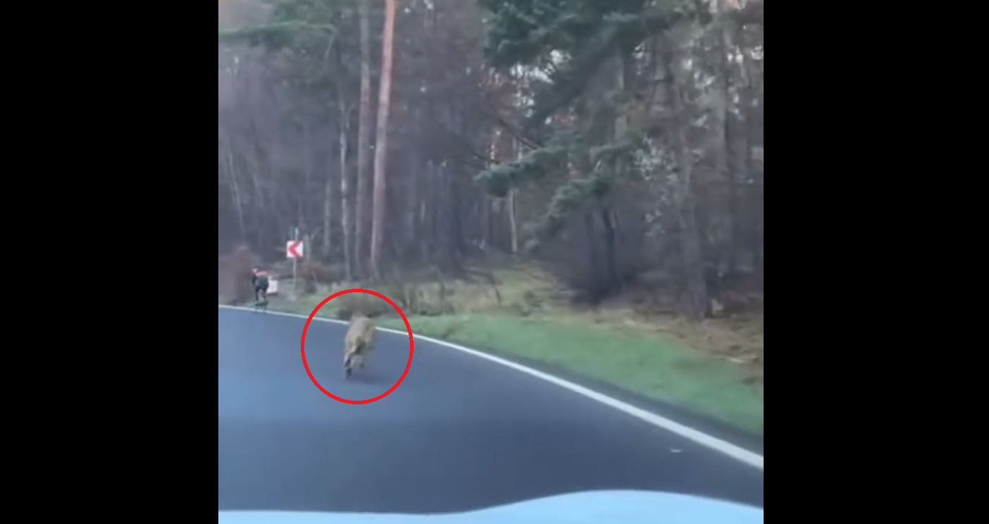 Câine sau lup? Un biciclist fuge de animalul venit din pădure în apropiere de Poiana Brașov. Ce spun experții