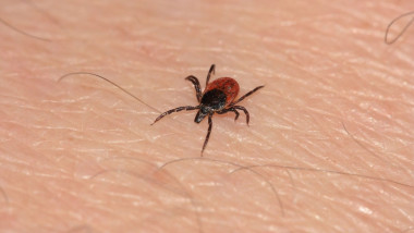 deer tick, black-legged tick (Ixodes scapularis, Ixodes dammini), female crawling on human skin, Germany, Bavaria, Staffelsee