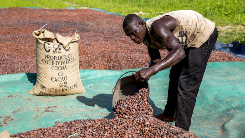 coasta de fildes cacao