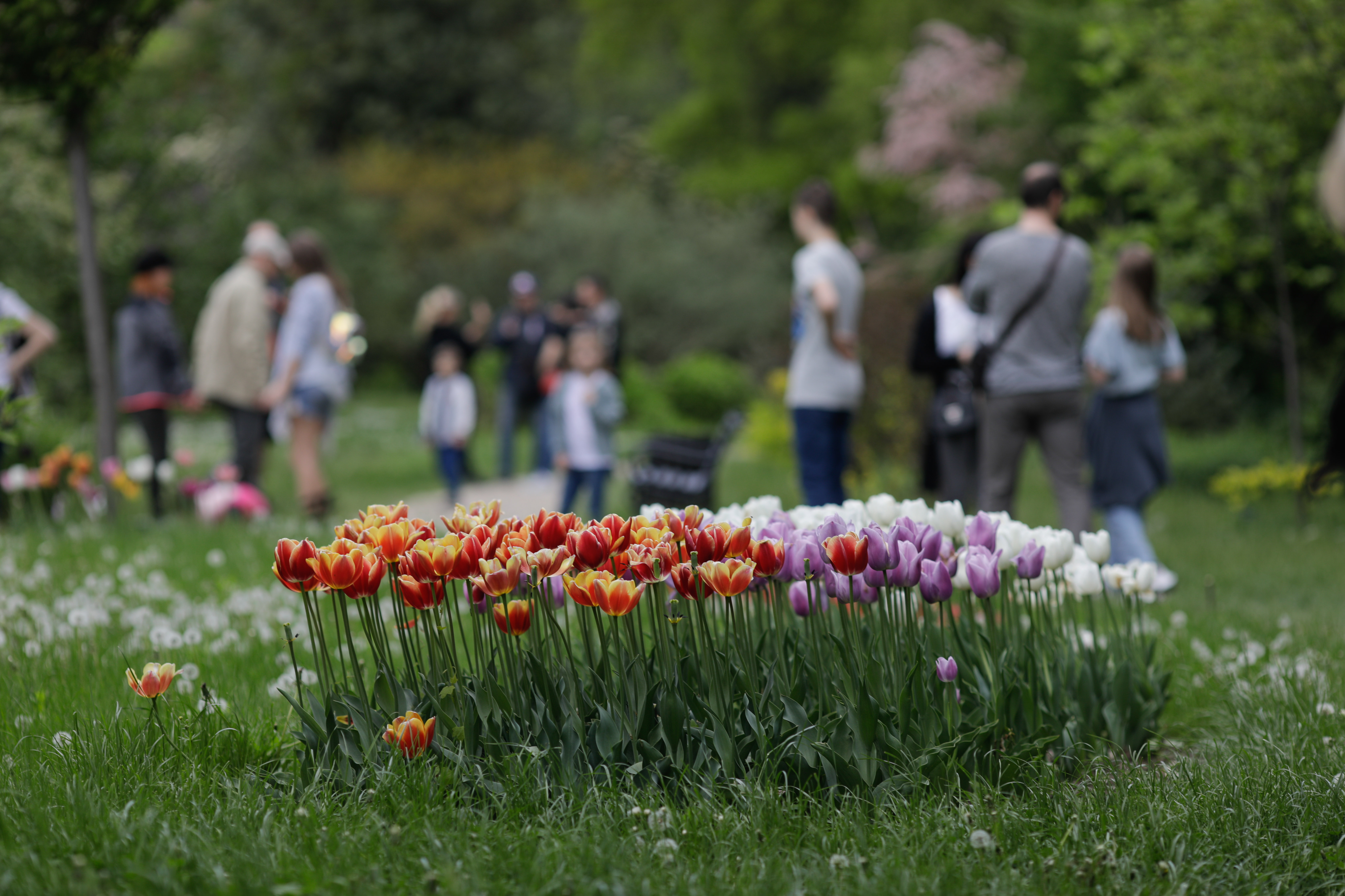 Plantele de pe spațiul public au devenit ținta hoților. Un bărbat a venit cu sacul să fure arbuști în Râmnicu Vâlcea