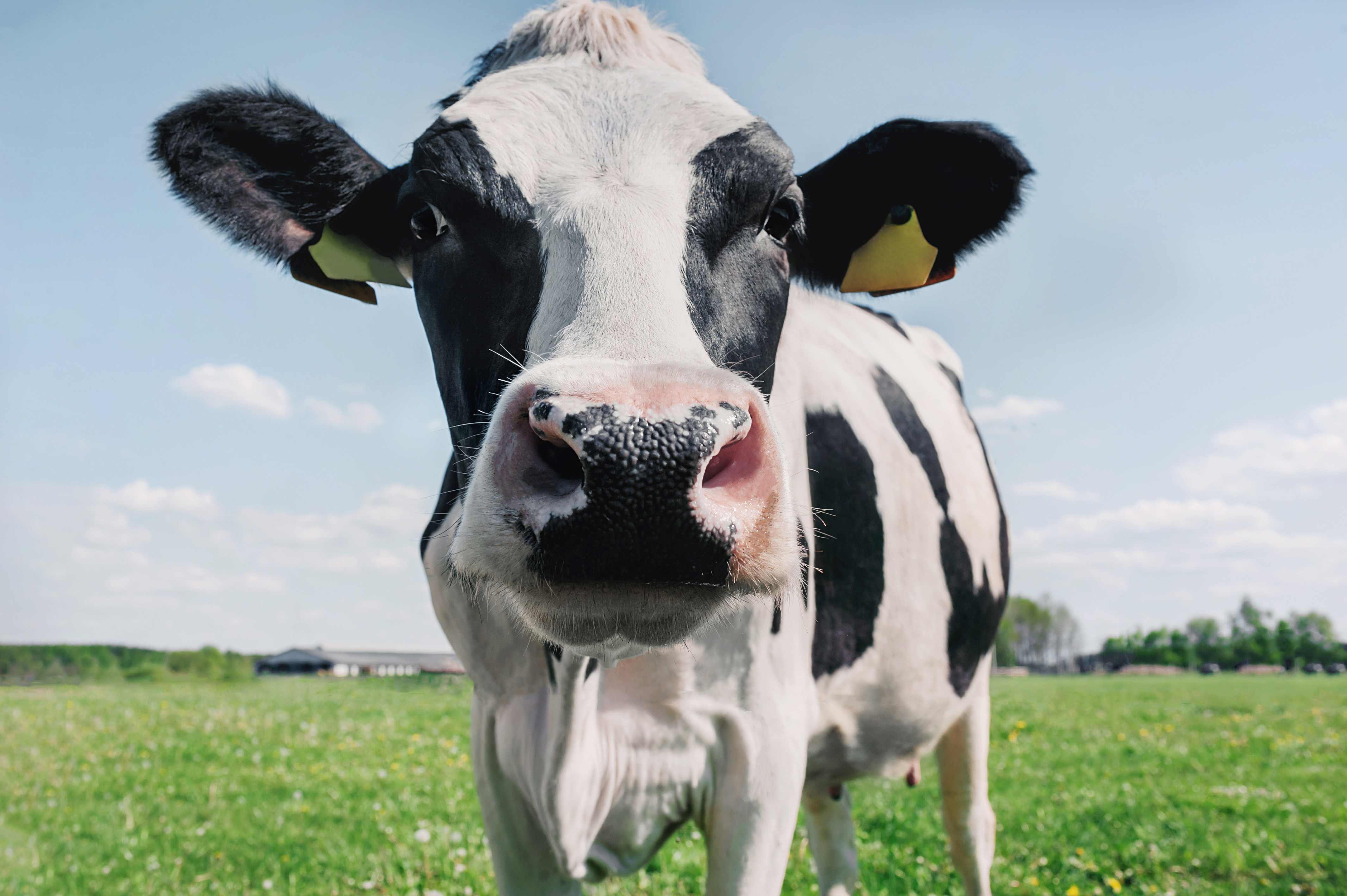 Transporturile de animale vii, furaje, paie și compost dinspre Ungaria spre România, interzise. Ce alte măsuri a luat ANSVSA