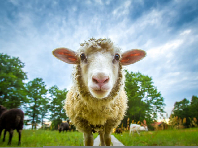 Man from Suceava Detained for Assaulting Sheep: Police Investigation Underway