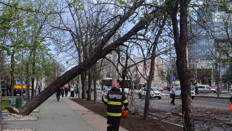 copaci căzuti vant puternic