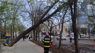 copaci căzuti vant puternic
