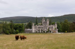 Two Highland Cows (a Bull and a Cow) in a Field on Balmoral Estate Beside Balmoral Castle on Royal Deeside
