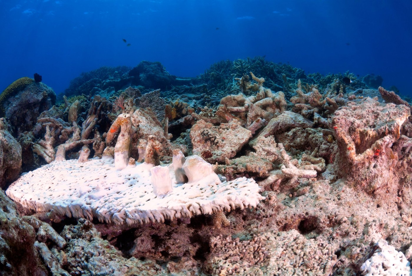 Încălzirea record a oceanelor duce la posibil cel mai grav fenomen de albire a coralilor din lume