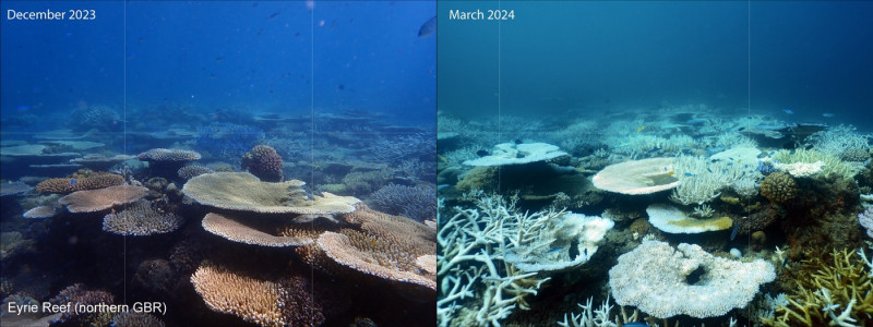 Deep parts of Great Barrier Reef will lose protection from heatwaves if global warming persists
