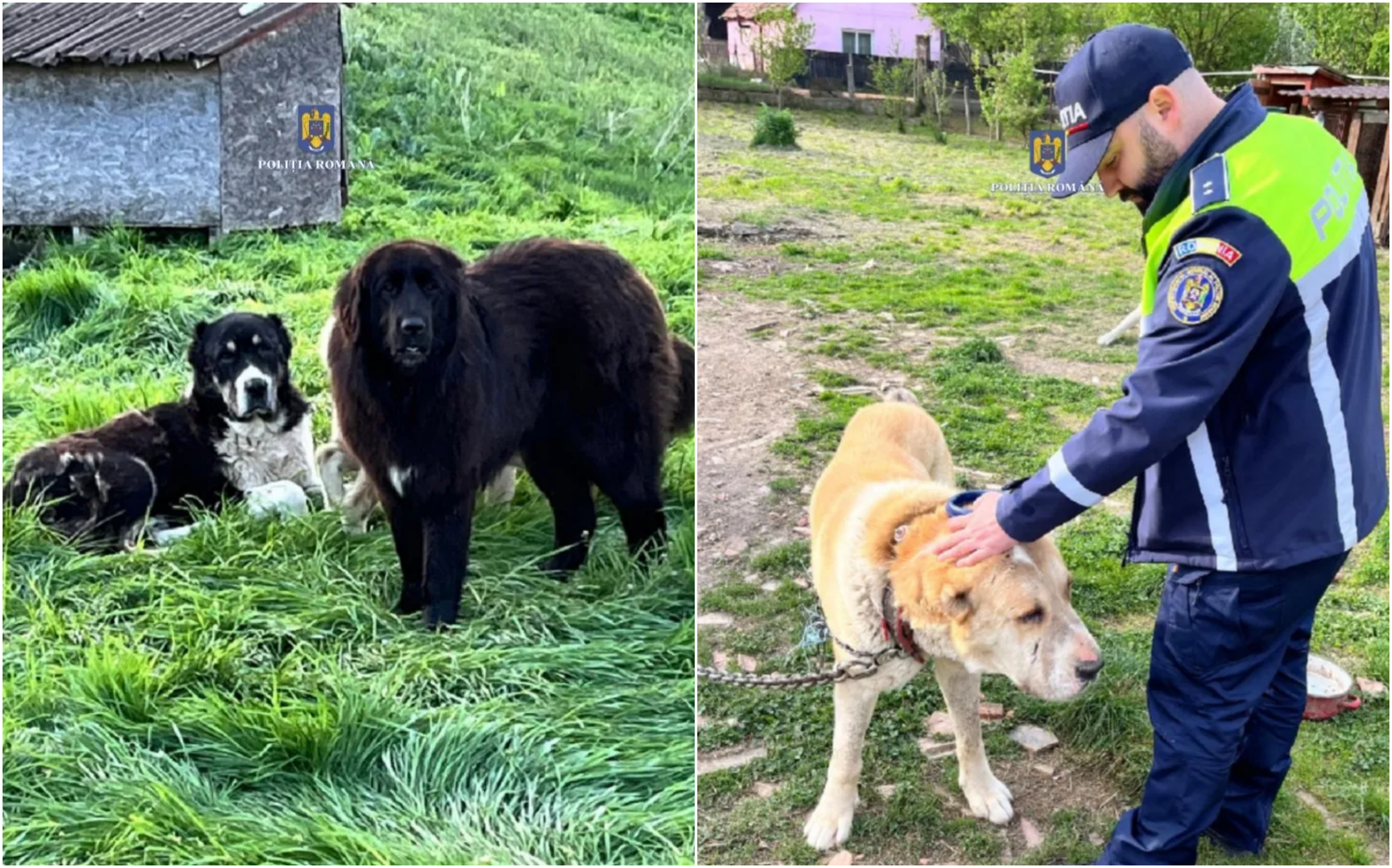 Percheziții în Mureș, într-un dosar care vizează organizarea de lupte între câini. Mai multe animale, salvate de polițiști