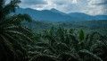 plantație de palmieri într-o junglă din Sumatra