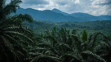 plantație de palmieri într-o junglă din Sumatra