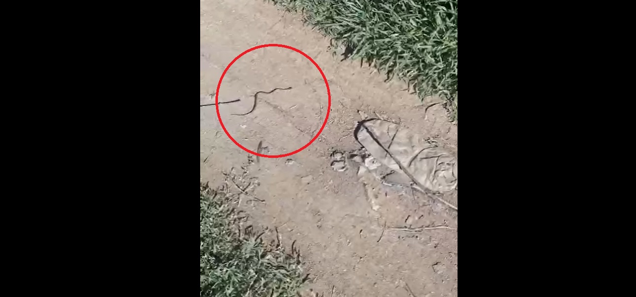 Un pui de viperă a fost găsit într-o clădire de birouri din Mehedinți. Un angajat a sunat la 112