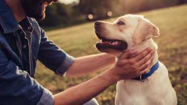Cropped,Image,Of,Handsome,Young,Man,With,Labrador,Outdoors.,Man
