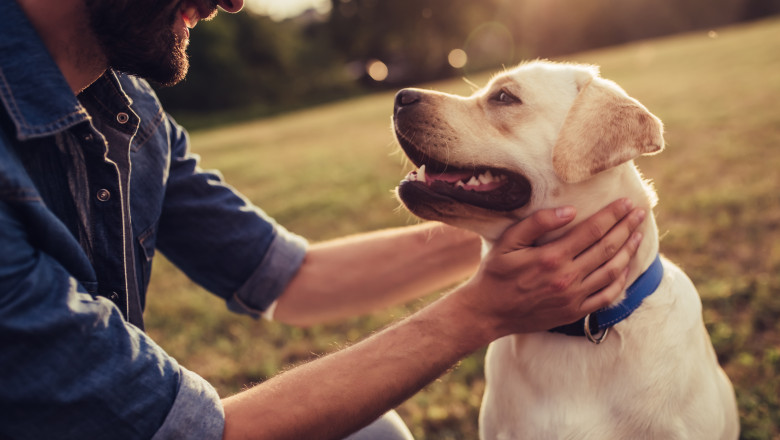Cropped,Image,Of,Handsome,Young,Man,With,Labrador,Outdoors.,Man