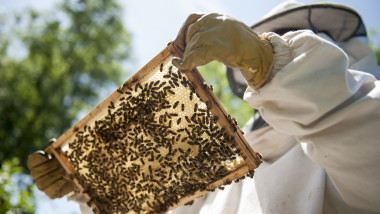 apicultor verifica albinele din stup