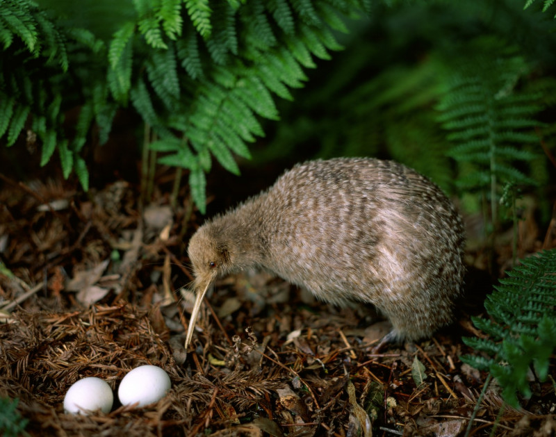 Native Bird / Little Spotted Kiwi with Eggs, North Island, New Zealand