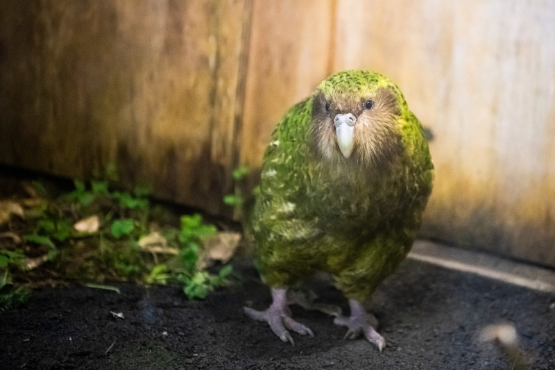 NEW ZEALAND KAKAPO BIRD OF THE YEAR