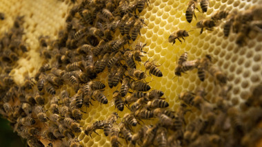 honey bee,bee colony,honeycomb