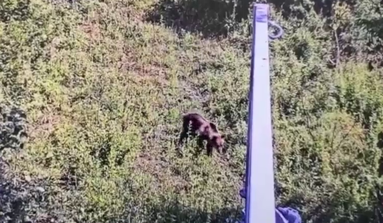 Un urs a fost văzut în apropiere de București. A fost trimis mesaj RO-Alert