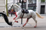 London horse incident