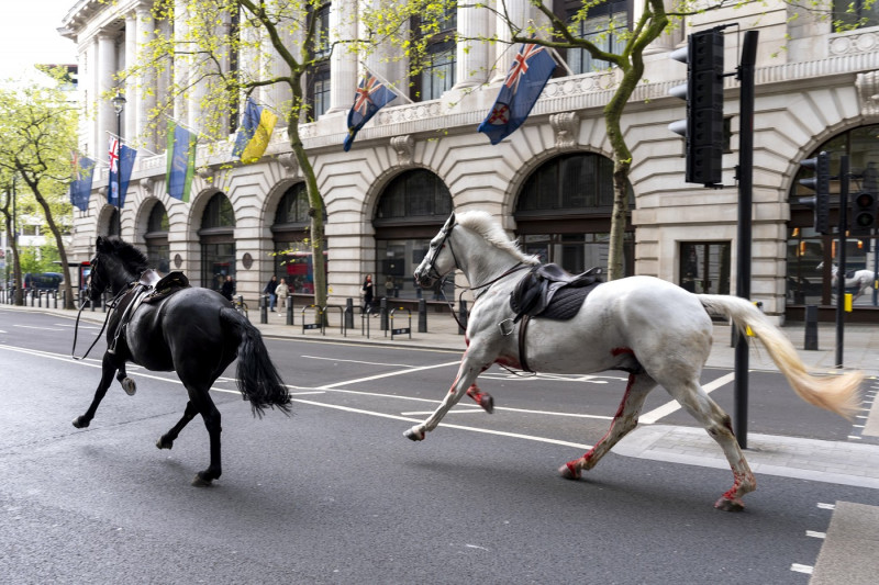 London horse incident