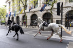 London horse incident