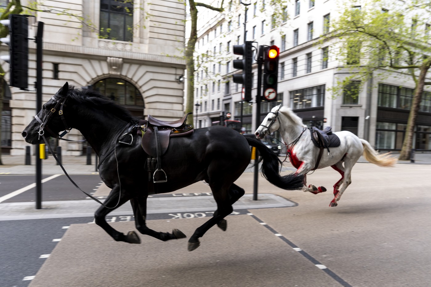 Imagini virale cu doi cai de cavalerie galopând fără control în Londra. Pentru prinderea lor a intervenit armata. Patru oameni răniți