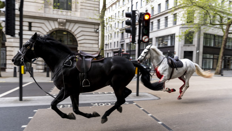 Panică în Londra după ce doi cai ai cavaleriei regale britanice au scăpat liberi pe străzi! Mai multe persoane au fost rănite