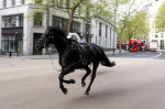 London horse incident