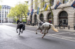 London horse incident