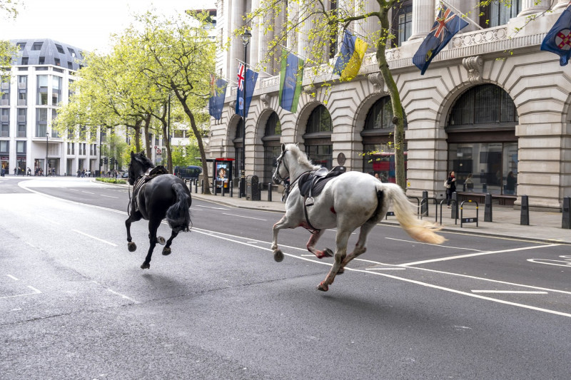 London horse incident