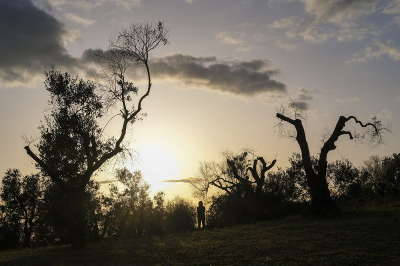 Damaged olive trees in Apulia