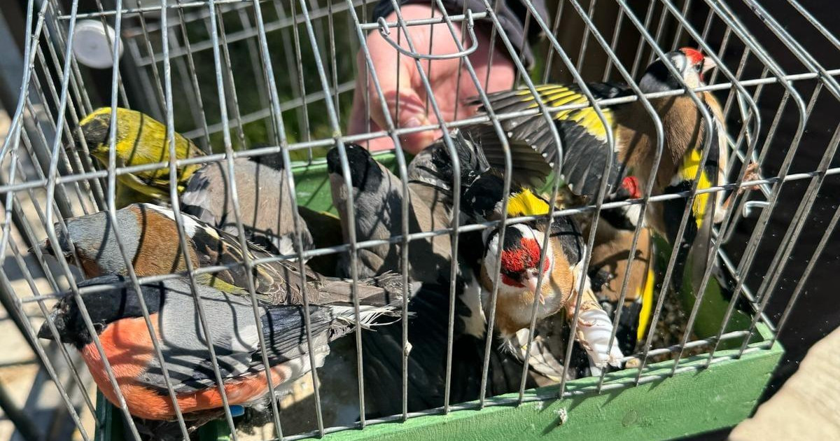 Un ilfovean ținea în casă, ilegal, 17 păsări din specii protejate de lege. Polițiștii le-au găsit și le-au eliberat în natură|EpicNews