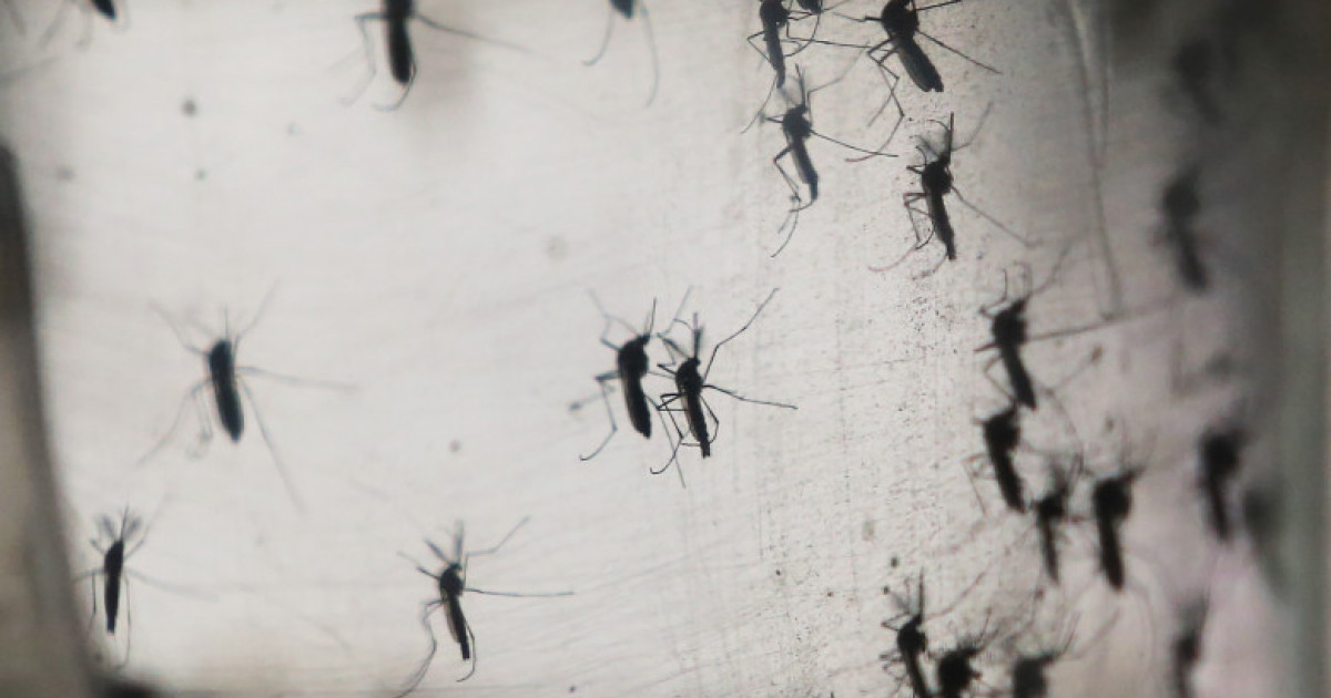 Experții avertizează: Mai mult de jumătate din populația lumii s-ar îmbolnăvi de malarie și febră dengue până la finalul secolului|EpicNews