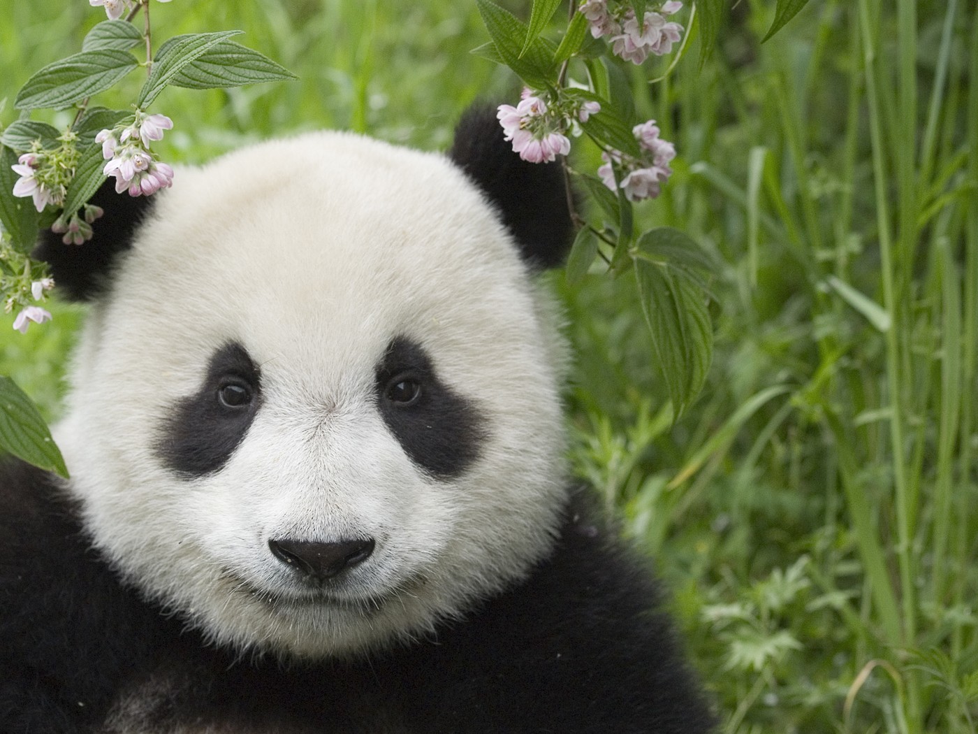 SUA și China vor coopera pentru protejarea urșilor panda