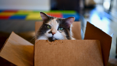 Calico cat hiding inside opened box