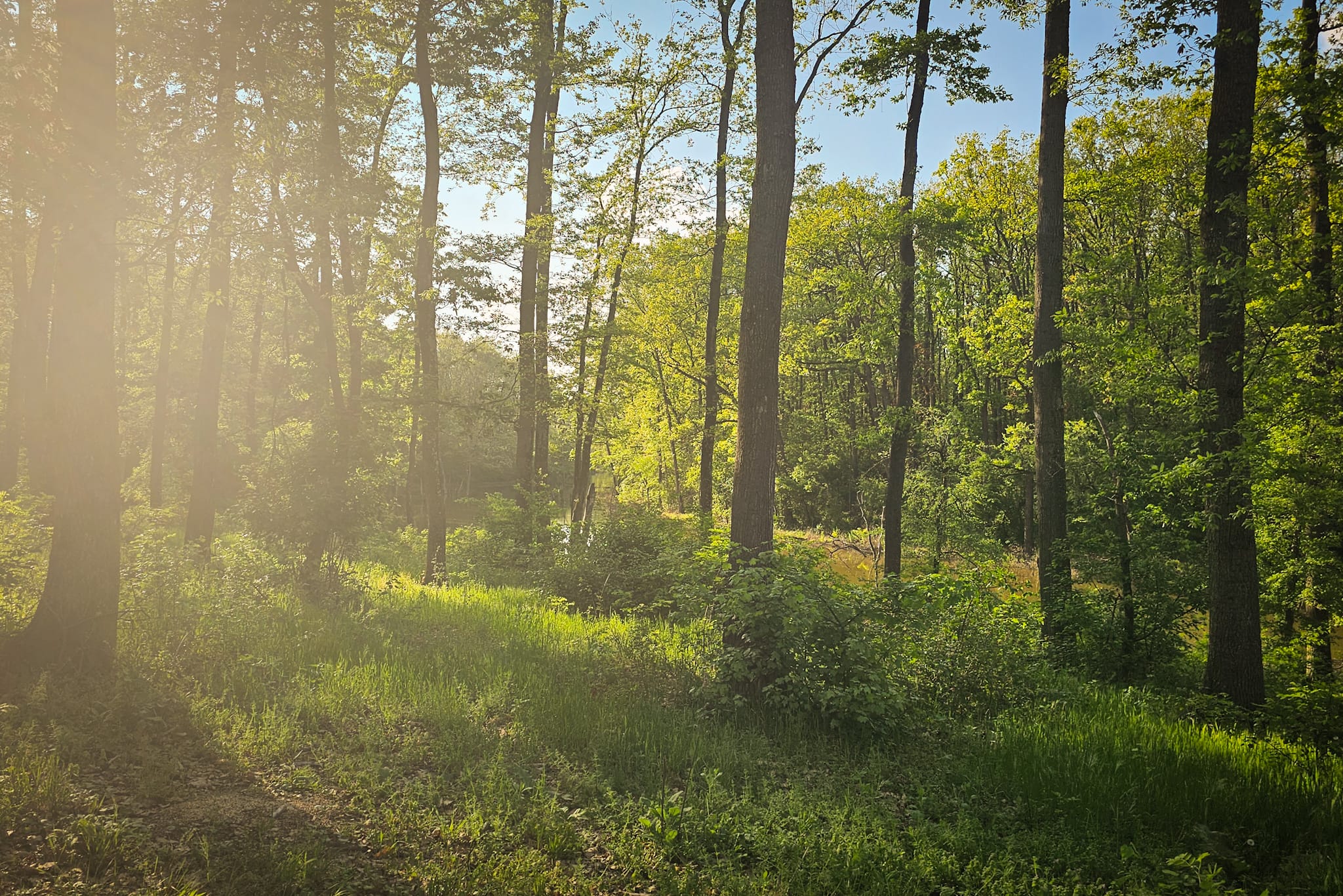 Peste 150 de ONG-uri cer partidelor să includă în programul de guvernare crearea centurilor verzi în jurul orașelor. „Nu mai avem timp”