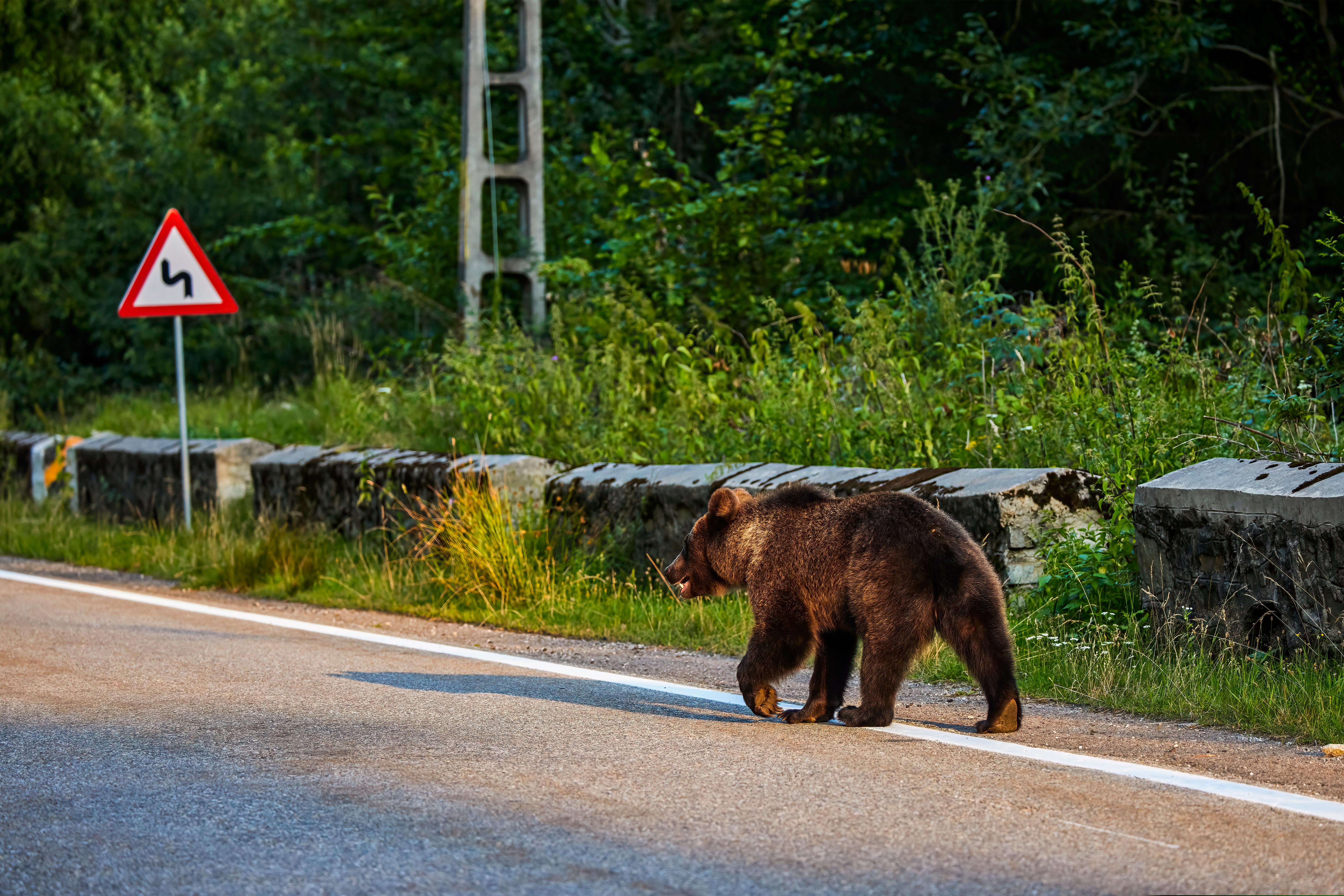 O turistă a fost atacată de un urs în apropiere de barajul Vidraru. A fost emis mesaj RO-Alert