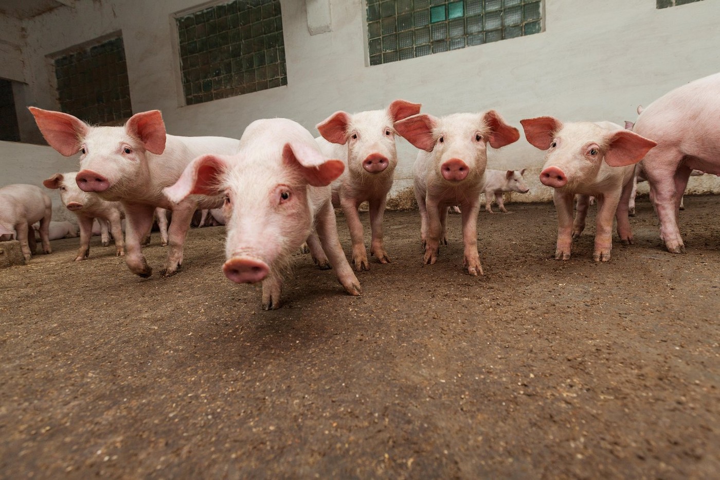 Alertă de pestă porcină în Olt. Peste 11 mii de animale au fost sacrificate la o fermă
