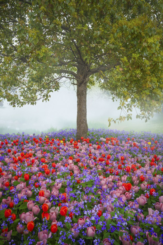 TULIPS IN CHINA