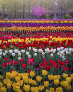 TULIPS IN CHINA