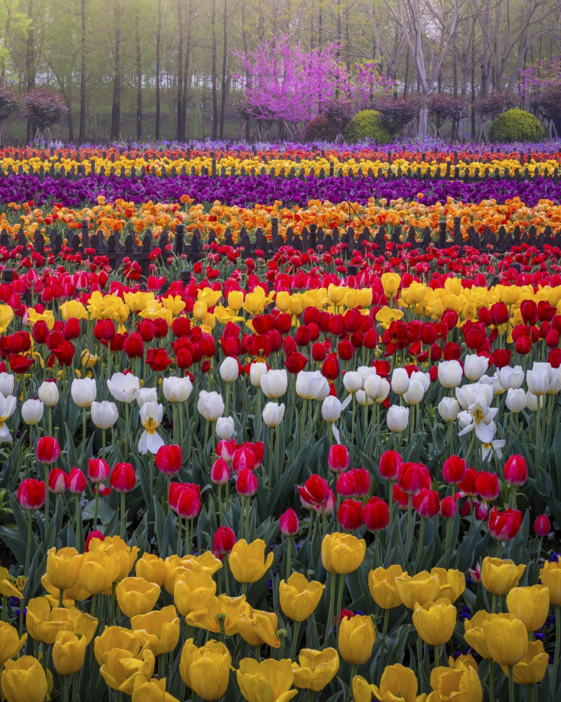 TULIPS IN CHINA