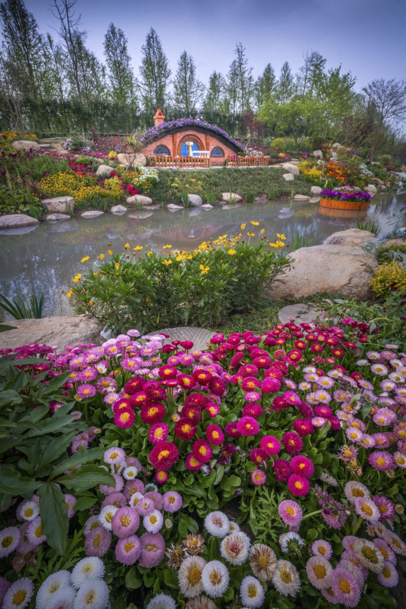 TULIPS IN CHINA