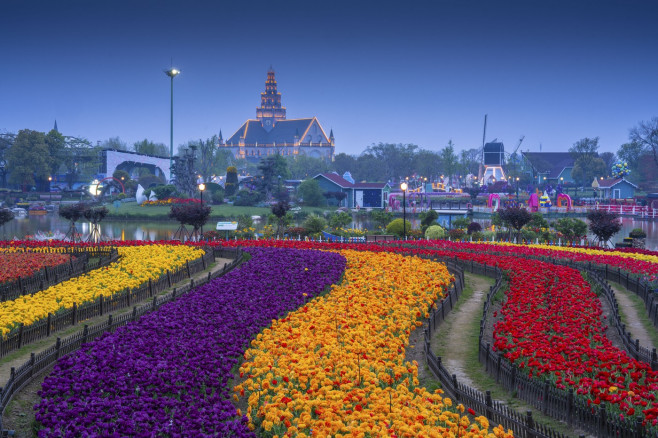 TULIPS IN CHINA