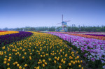 TULIPS IN CHINA