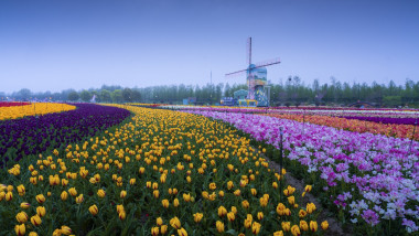 TULIPS IN CHINA