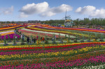 TULIPS IN CHINA