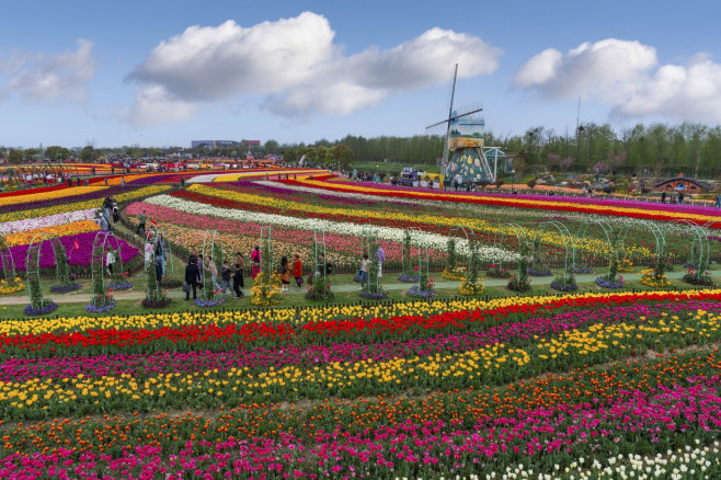 TULIPS IN CHINA